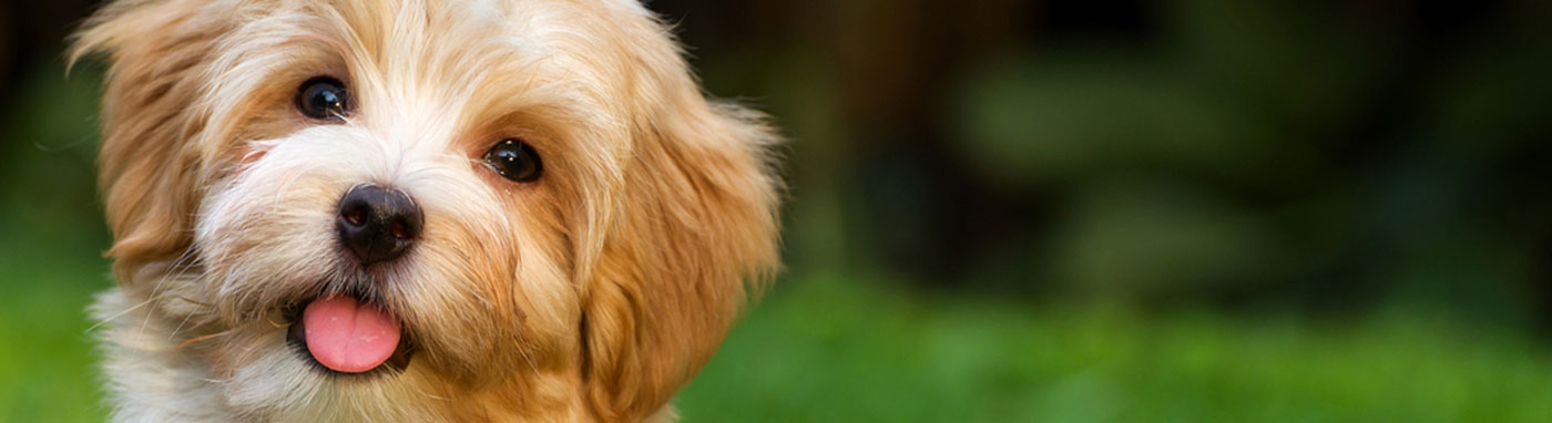 buy pets in kennesaw ga