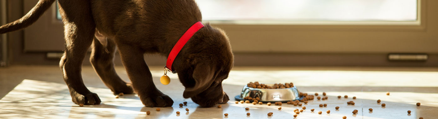buy dog food in kennesaw ga