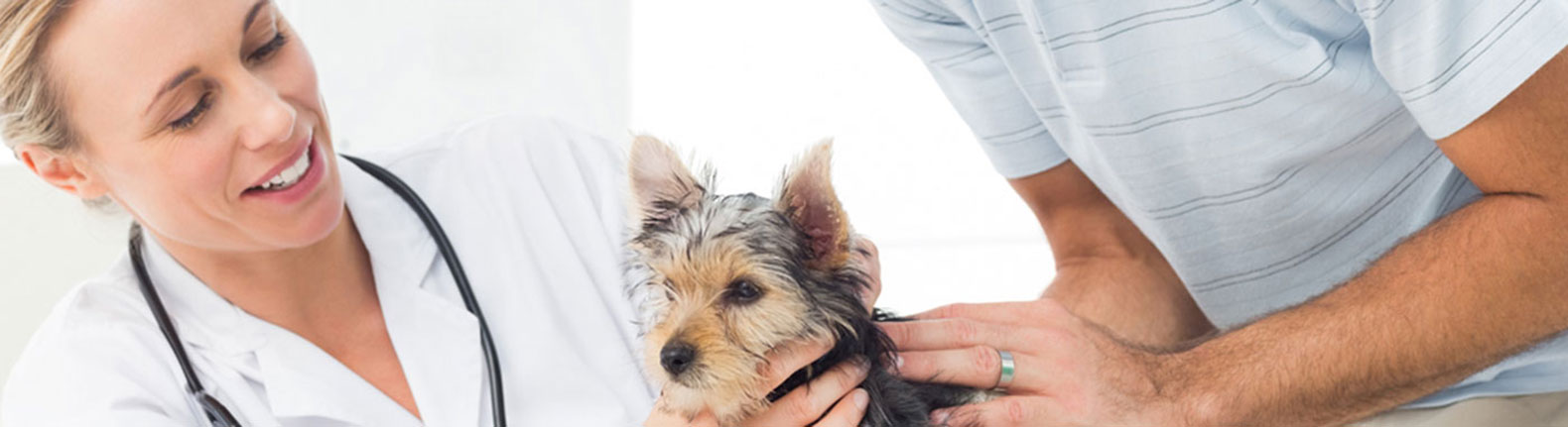 buy dogs in kennesaw ga