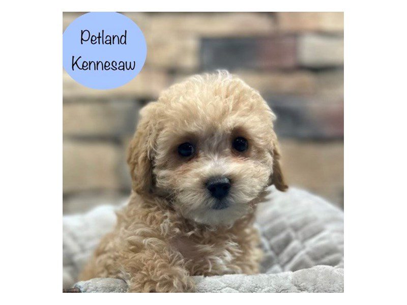 Are Petland Dogs Expensive